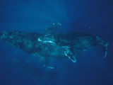 Humpback Whale (Megaptera Novaeangliae) Mother and Calf Off of the Kona Coast, Hawaii