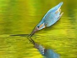 Adult Male Common Kingfisher, Alcedo Atthis, Diving to Catch Fish