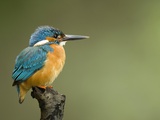 An Adult Male Common Kingfisher, Alcedo Atthis, Perches on a Branch