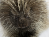Buy Portrait of a Porcupine, Erethizon Dorsatum at AllPosters.com