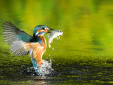 An Adult Male Common Kingfisher, Alcedo Atthis, with a Common Roach