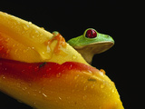 Red-Eyed Tree Frog (Agalychnis Callidryas) on Heliconia Flower, Soberania National Park, Panama