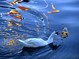 Buy A Duck Swimming in the Rippled Water of Lake Banyoles at AllPosters.com