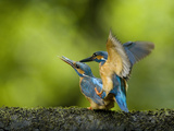 A Male, Top, Common Kingfisher, Alcedo Atthis, Mates with a Female