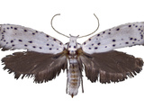 An Adult Apple Ermine Moth