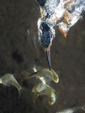 Adult Male Common Kingfisher Catching a Common Roach