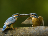 Adult Male, Rt., Common Kingfisher, Alcedo Atthis, Feeds the Female