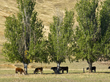 Cows Shade Beneath Poplar Trees on a Hot Summers Day