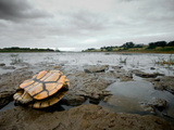 A Dead Eastern Longneck Turtle Lying on the Drought Stricken Bank