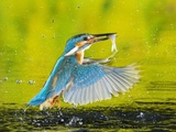 Adult Male Common Kingfisher, Alcedo Atthis, with an Amur Bitterling