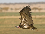 A Lappet Faced Vulture in Flight