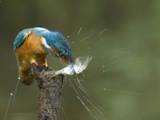 Adult Male Common Kingfisher, Alcedo Atthis, Shaking a Common Roach