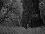 A Massive Redwood Tree in a Grove That Is in a Secret Location