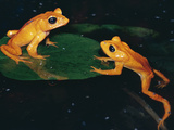 Monteverde or Golden Toad (Bufo Periglenes), Extinct, Monteverde Cloud Forest Reserve, Costa Rica