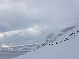 Group of Adelie Penguins on a Snowy Franklin Island Slope