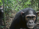 A Small Party of Chimps Triggers a Remote Video Camera