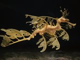 Leafy Sea Dragon (Phycodurus Eques) Camouflaged as Seaweed, Aquarium, Japan