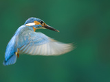 An Adult Male Common Kingfisher, Alcedo Atthis, Hovering over Water