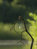 An Adult Female Common Kingfisher, Alcedo Atthis, and a Spiderweb