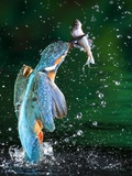 Adult Male Common Kingfisher, Alcedo Atthis, with an Amur Bitterling