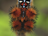 Tent Caterpillar Moth (Lasiocampidae), Montagne Des Francais Reserve, Northern Madagascar