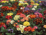 Primrose (Primula Vulgaris) Flowers in Ornamental Garden, Christchurch, New Zealand