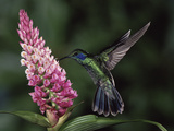 Green Violet-Ear Hummingbird (Colibri Thalassinus) and Orchids (Elleanthus Sp.), Costa Rica