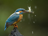 An Adult Male Common Kingfisher, Alcedo Atthis, Shaking a Live Fish