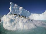Adelie Penguin (Pygoscelis Adeliae) Group on Sculpted Iceberg, Terre Adelie Land, East Antarctica