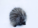 Buy Portrait of a Porcupine, Erethizon Dorsatum at AllPosters.com
