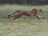 Cheetah (Acinonyx Jubatus) Running, Cheetah Conservation Fund, Otijwarongo, Namibia,