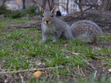 An Eastern Gray Squirrel, Sciurus Carolinensis, in Union Square