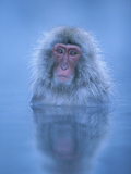 Japanese Macaque (Macaca Fuscata) Bathing in Hot Springs, Joshinetsu Plateau Nat