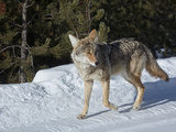 Buy A Coyote in the Snow in Yellowstone National Park at AllPosters.com