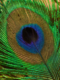 Buy Close Up of a Peacock Tail Feather at AllPosters.com