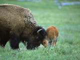 American Bison (Bison Bison) Female Playing with Calf, Yellowstone Nat'l Park, Montana