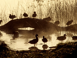 Buy Ducks Along the Shore of Lake Banyoles at AllPosters.com