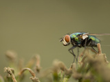 Bluebottle Fly Perched on a Plant in a Suburban Garden