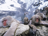 Japanese Macaque (Macaca Fuscata) Group Soaking in Hot Springs, Japan