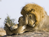 African Lion (Panthera Leo) Cubs Playing with Adult Male, Masai Mara Nat'l Reserve, Kenya