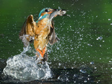 An Adult Male Common Kingfisher, Alcedo Atthis, with a Common Roach