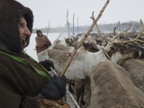 A 72-Year Old Komi Nomadic Reindeer Herder, Holds Up a Temporary Pen