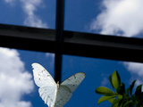 Captive White Morpho Butterfly, Morpho Polyphemus