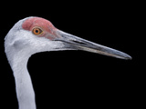 Buy Close Up of a Florida Sandhill Crane, Grus Canadensis Pratensis at AllPosters.com