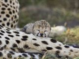 Cheetah (Acinonyx Jubatus) Six Day Old Cubs Resting on Mother's Leg, Maasai Mara Reserve, Kenya