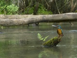 Adult Male Common Kingfisher, Alcedo Atthis, with a Topmouth Gudgeon