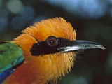 Broad-Billed Motmot (Electron Plathyrhynchum Minor) Portrait, Barro Colorado Island, Panama