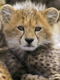 Cheetah (Acinonyx Jubatus) Ten to Twelve Week Old Cub Portrait, Maasai Mara Reserve, Kenya