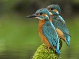 Adult Common Kingfisher Couple, Alcedo Atthis, on a Mossy Branch