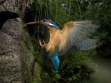 Adult Male Common Kingfisher, Alcedo Atthis, Lands at a Nesting Hole